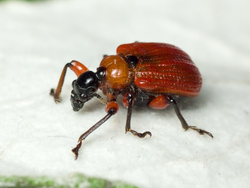 Apoderus coryli (Linnaeus, 1758)